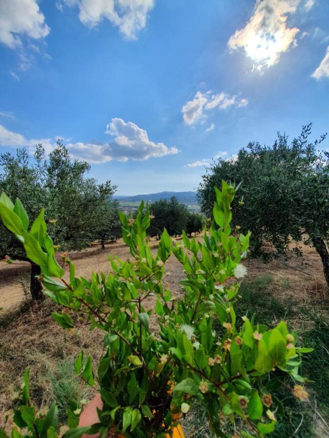 Villa Colle Del Mirto Castelnuovo Cilento Exterior foto